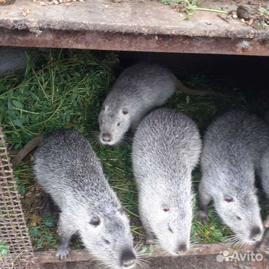 Нутрии на племя