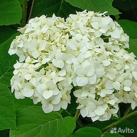 Гортензия саженцы