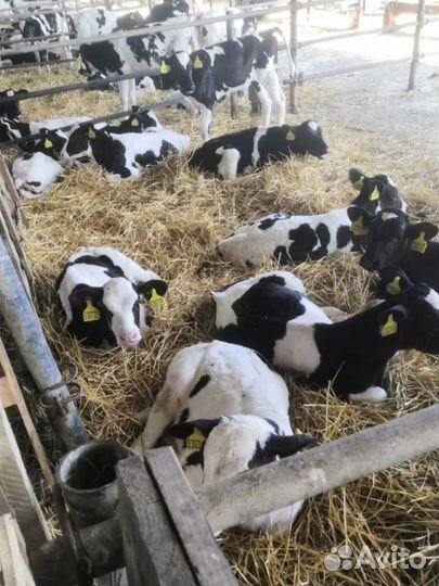 Телята бычки