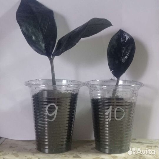 Замиокулькас равен