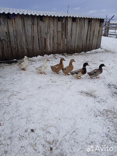 Индоутки и утки, обмен