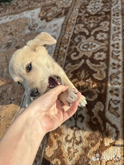 Собака в добрые руки щенок мальчик