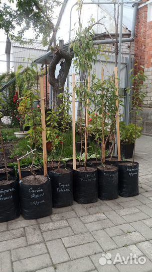 Плодовые деревья