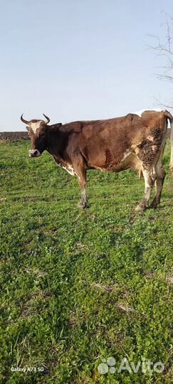 Корова отёл 05/04