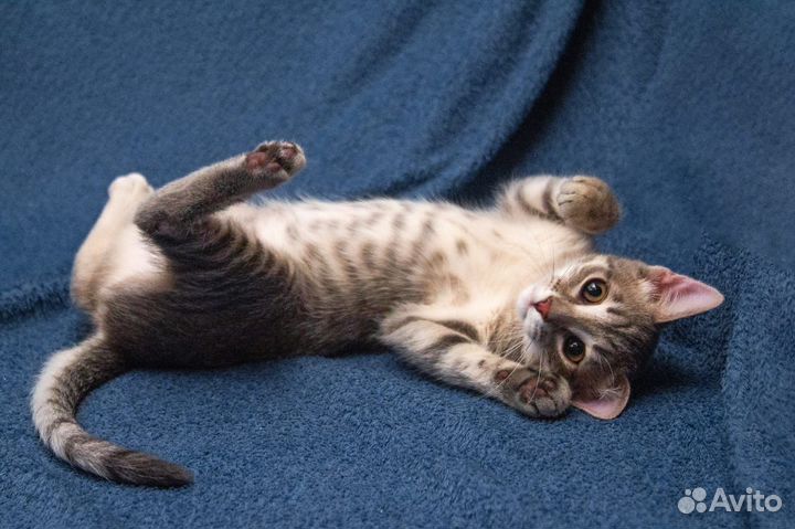 Стесняшка Фогги ищет семью, котёнок