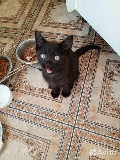 Кошки породистые бесплатно