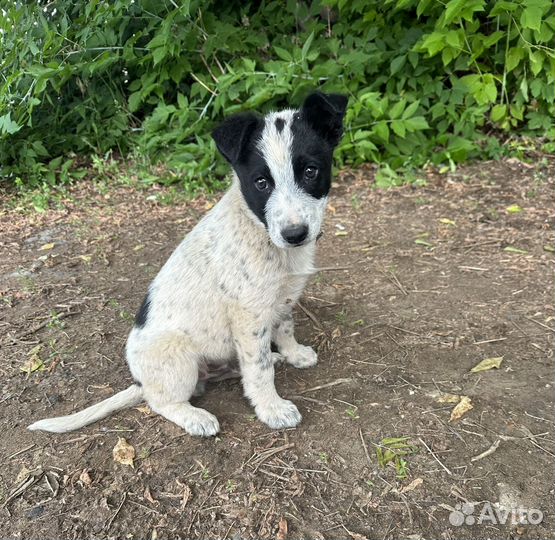 Щенок в добрые руки