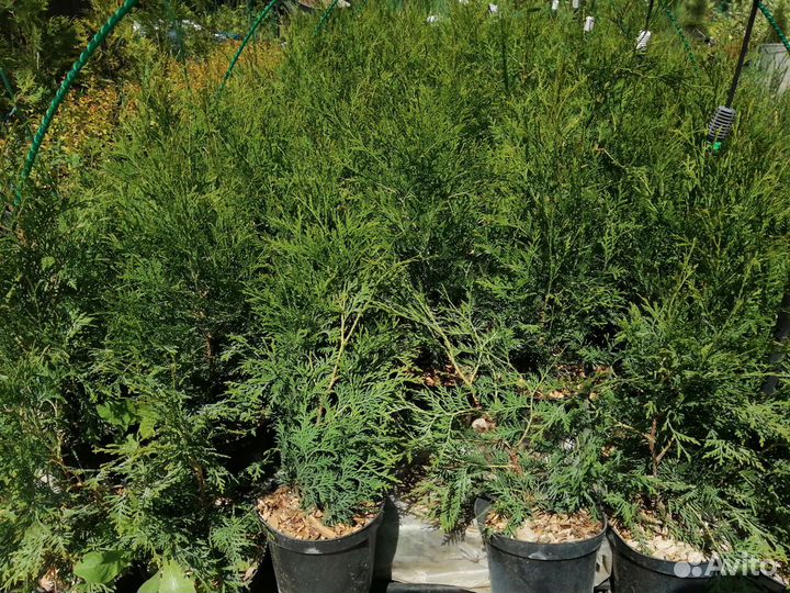 Туя Брабант