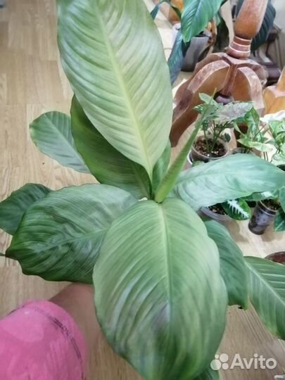 Спатифиллум сплит милк