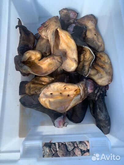 Мясо для собак