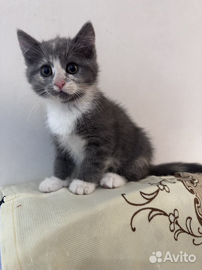 Котенок