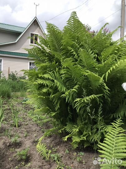 Многолетники