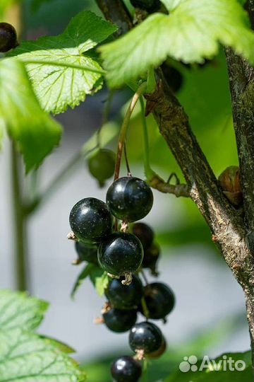 Черная смородина