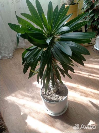 Пахиподиум