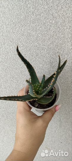 Суккуленты