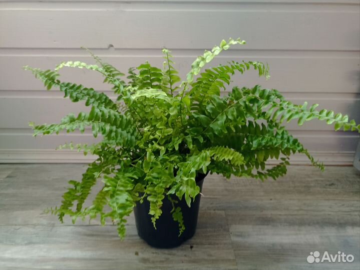 Папоротник нефролепис
