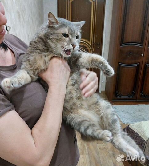 Кошка умная необыкновенная 3.5 года