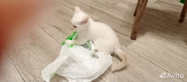 Кошки в добрые руки бесплатно