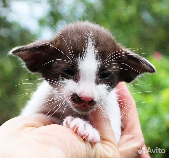 Ориентальная кошка