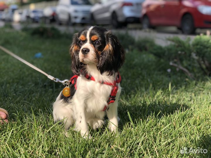 Кавалер кинг чарльз спаниель триколор