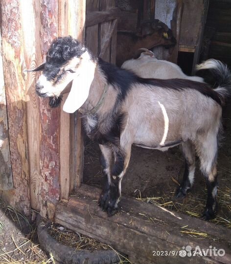 Покрытие коз