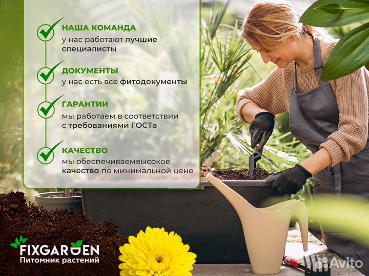 Бархат амурский