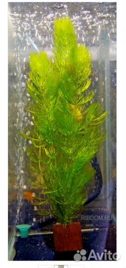 Роголистник в ассорти Аквариумные растения и рыбки