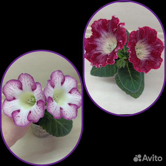 Глоксинии семена колокольчики