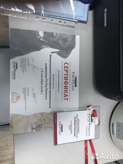 Кастрация кота в любом районе спб. Ветврач на дом