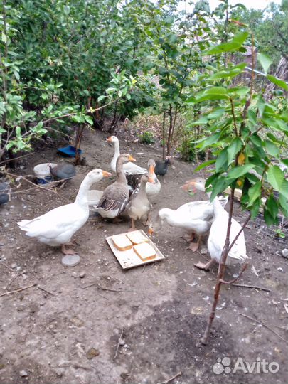 Домашняя птица