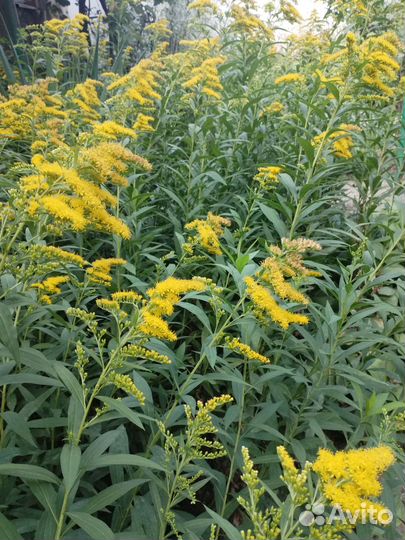 Золотарник канадский