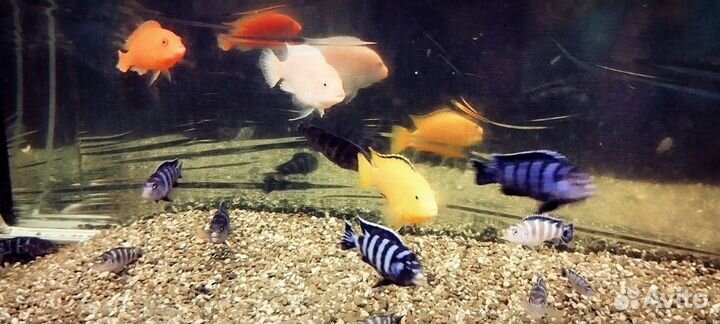 Аквариумные рыбы большие цена за 1шт