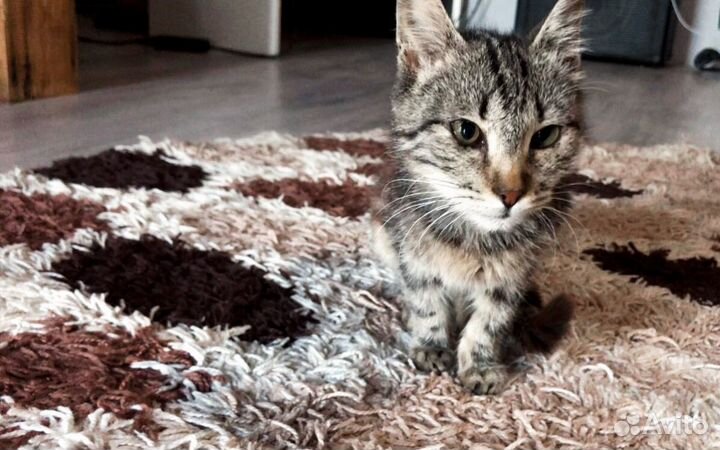 Кошечка в очень добрые руки