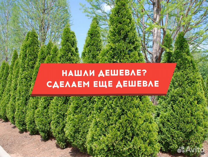 Туи Экстра качкства крупномеры