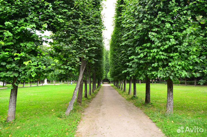 Путевка в санаторий (5км от МКАД)