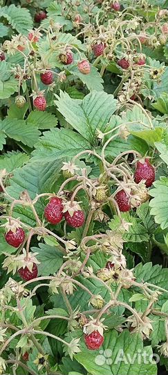 Саженцы малины