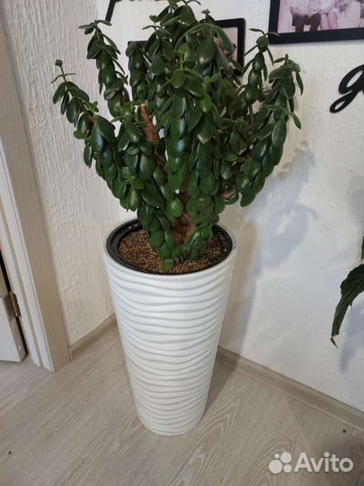 Толстянка одноствольная (денежное дерево)