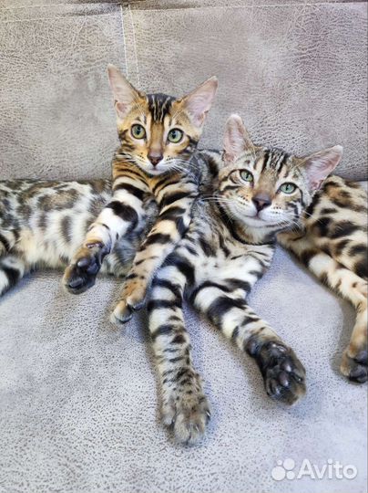 Бенгальские котята