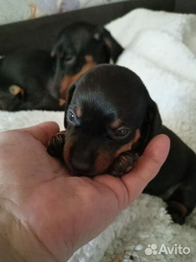 Щенки карликовой, гладкошерстной таксы