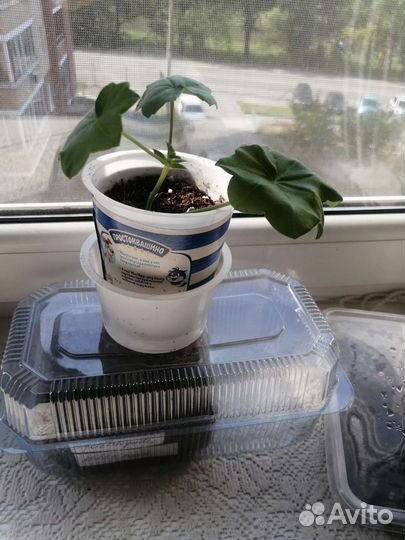 Ампельная герань