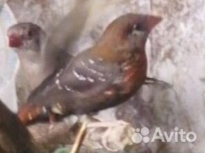 Серый астрильд Тигровый астрильд, золотистогрудый