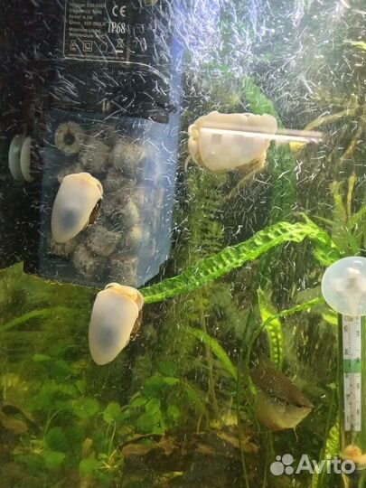 Улитки ампулярии