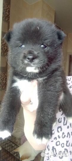 Щенки шпица