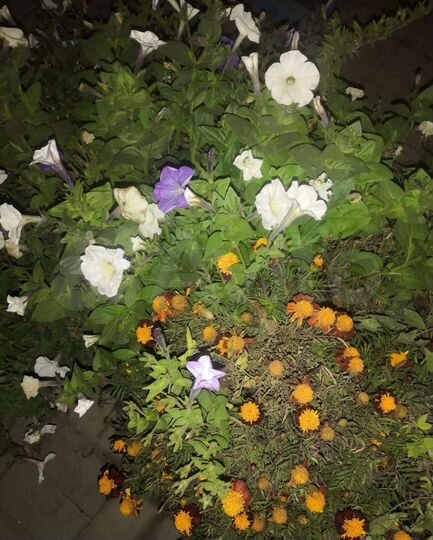 Дача 20 м² на участке 7 сот.