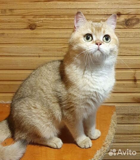 Британский кот золотого окраса.Вязка кошек