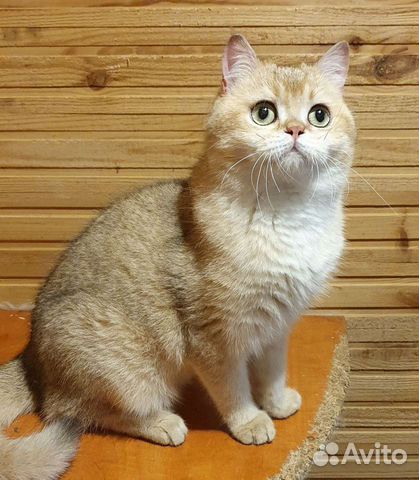 Британский кот золотого окраса.Вязка кошек