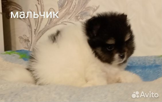Шпиц Миник Мальчик Медвежонок