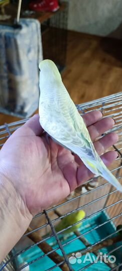 Выставочный волнистый попугай Чех