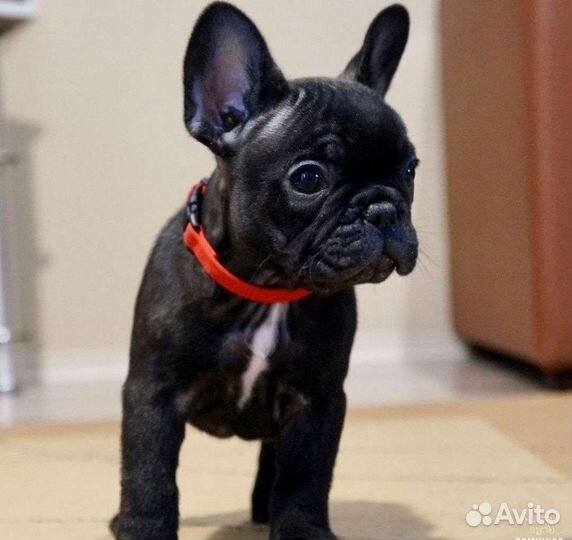 Французский бульдог мини
