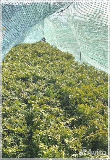 Туя Смарагд черенки - кассета